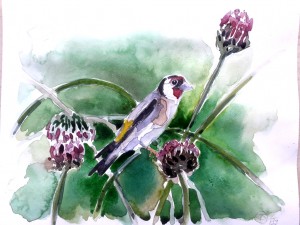Usignolo Pettirosso Merlo Cardellino acquerello watercolors uccelli arte Stella Ehinar pittura acquerelli (2)